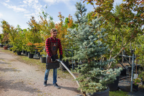 Lathrup Village, MI Tree Service Company